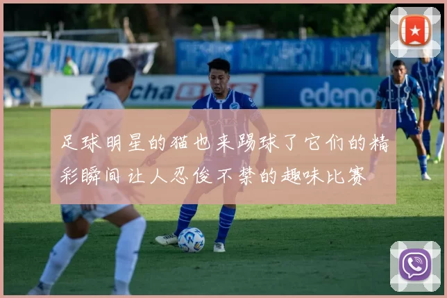 足球明星的猫也来踢球了它们的精彩瞬间让人忍俊不禁的趣味比赛
